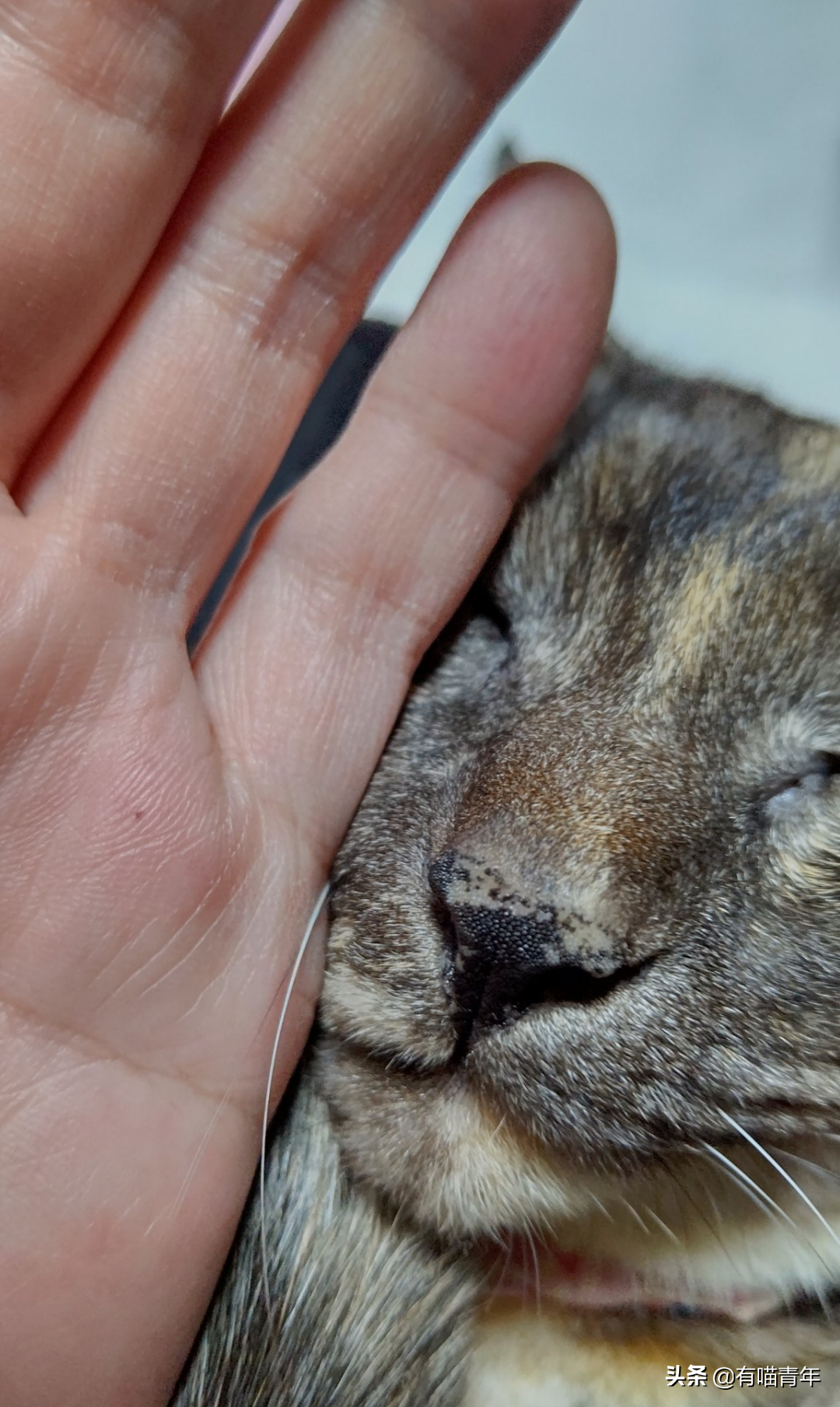 爱猫去世3个月后,又回到我身边了休闲区蓝鸢梦想 - Www.slyday.coM 爱猫去世3个月后,又回到我身边了休闲区蓝鸢梦想 - Www.slyday.coM