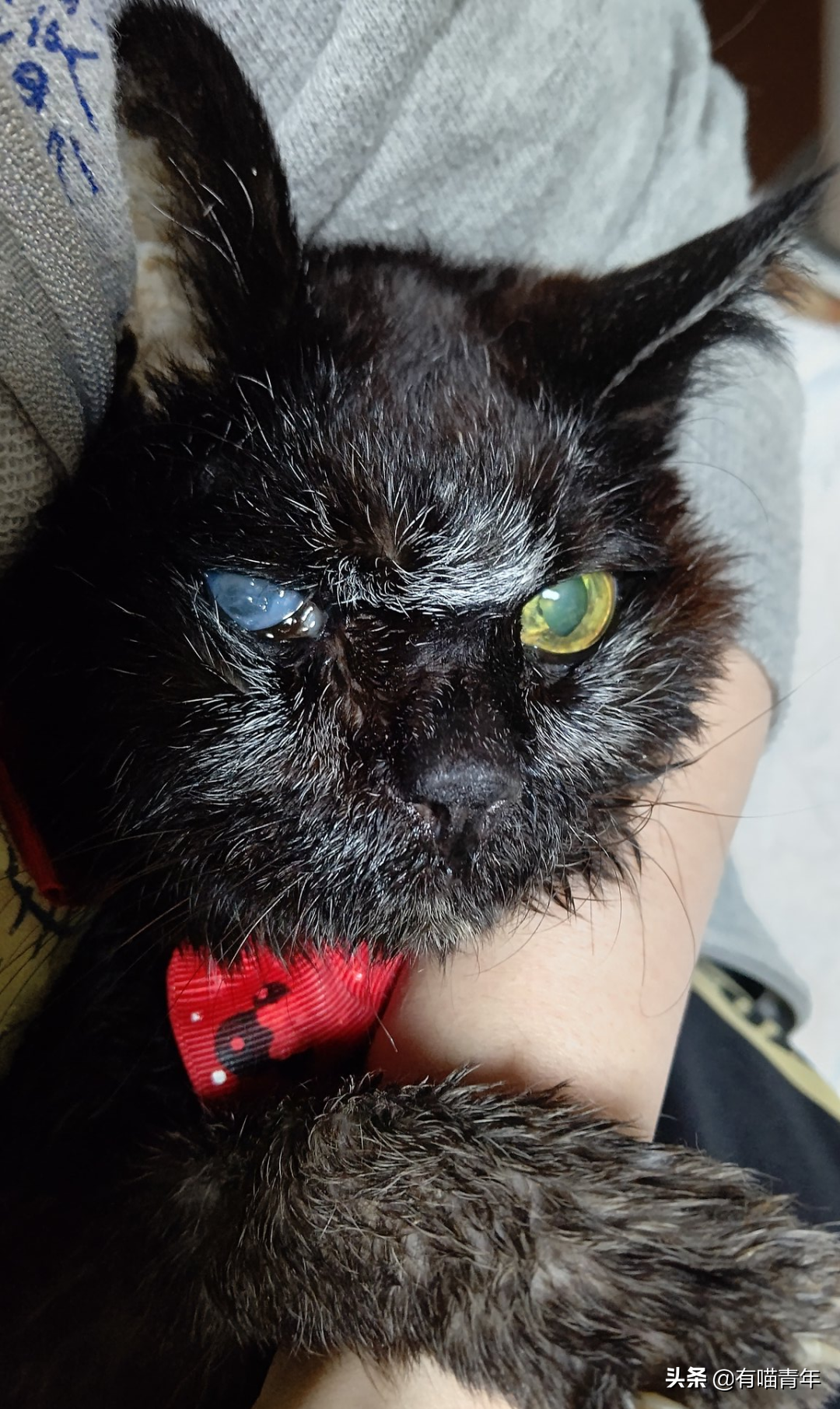 爱猫去世3个月后,又回到我身边了休闲区蓝鸢梦想 - Www.slyday.coM 爱猫去世3个月后,又回到我身边了休闲区蓝鸢梦想 - Www.slyday.coM