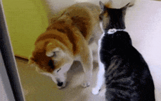 柴犬今年已经15岁,主人告诉猫咪别欺负它,结果猫咪的态度真变了休闲区蓝鸢梦想 - Www.slyday.coM 柴犬今年已经15岁,主人告诉猫咪别欺负它,结果猫咪的态度真变了休闲区蓝鸢梦想 - Www.slyday.coM