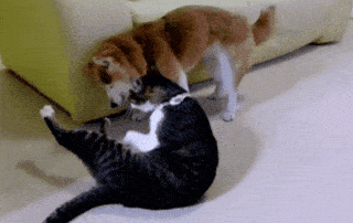 柴犬今年已经15岁,主人告诉猫咪别欺负它,结果猫咪的态度真变了休闲区蓝鸢梦想 - Www.slyday.coM 柴犬今年已经15岁,主人告诉猫咪别欺负它,结果猫咪的态度真变了休闲区蓝鸢梦想 - Www.slyday.coM