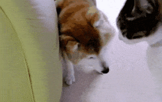 柴犬今年已经15岁,主人告诉猫咪别欺负它,结果猫咪的态度真变了休闲区蓝鸢梦想 - Www.slyday.coM 柴犬今年已经15岁,主人告诉猫咪别欺负它,结果猫咪的态度真变了休闲区蓝鸢梦想 - Www.slyday.coM