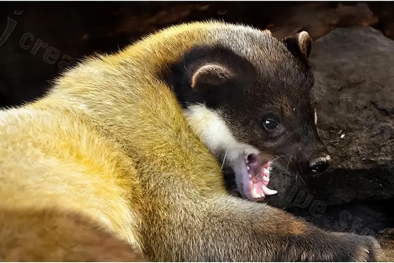 萌兽黄喉貂现身浙江九龙山外形软萌可爱真能猎杀野猪