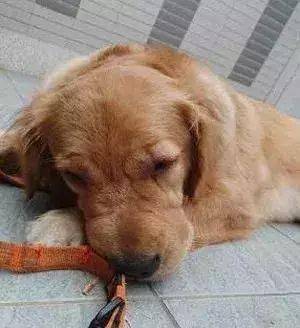 金毛偷吃高压锅里的肉烫的鼻青脸肿让人哭笑不得