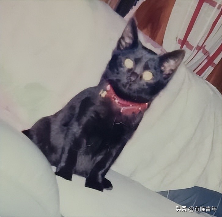 爱猫去世3个月后,又回到我身边了休闲区蓝鸢梦想 - Www.slyday.coM 爱猫去世3个月后,又回到我身边了休闲区蓝鸢梦想 - Www.slyday.coM