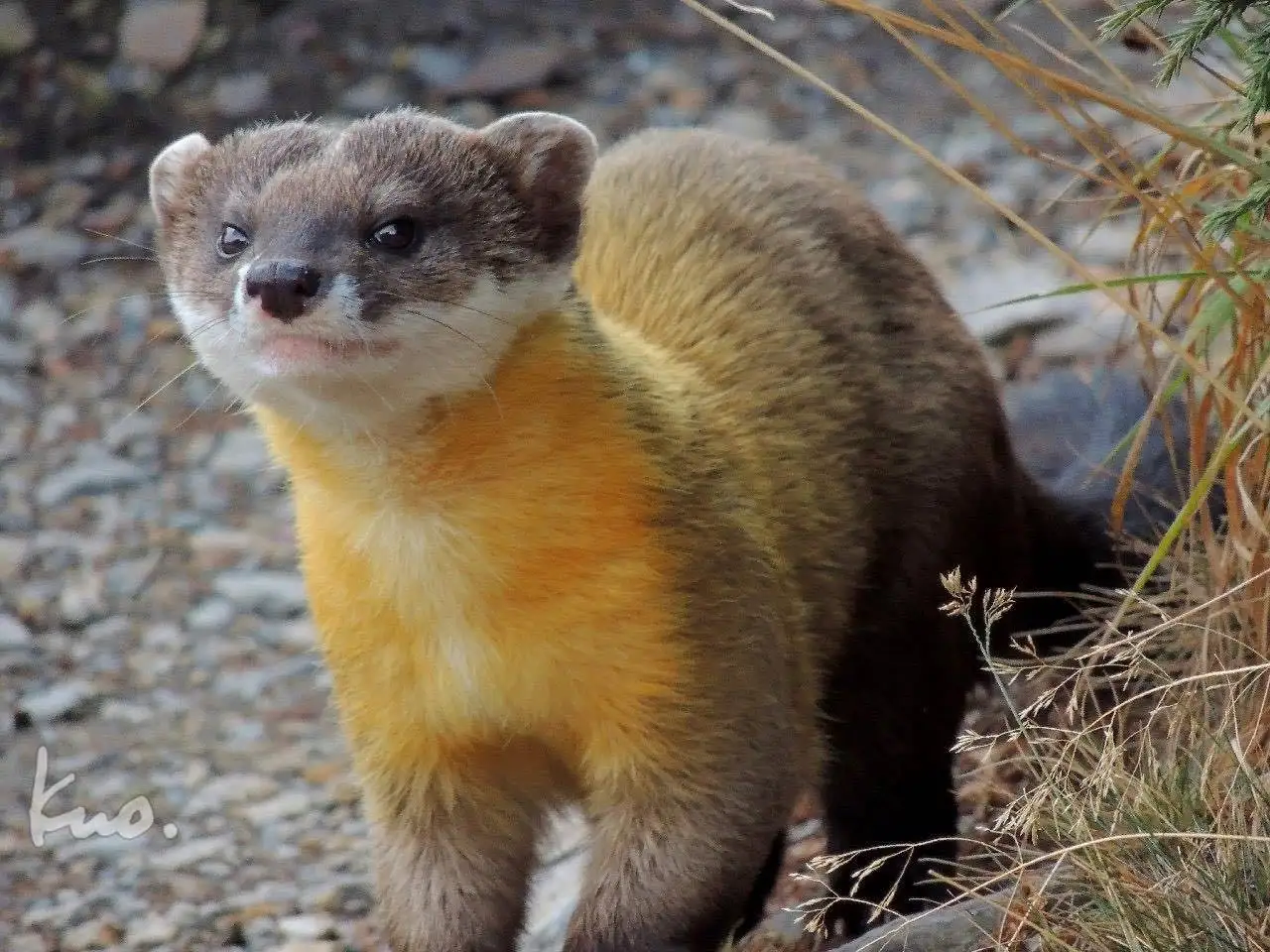萌兽黄喉貂现身浙江九龙山外形软萌可爱真能猎杀野猪