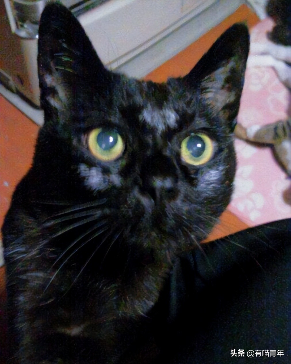 爱猫去世3个月后,又回到我身边了休闲区蓝鸢梦想 - Www.slyday.coM 爱猫去世3个月后,又回到我身边了休闲区蓝鸢梦想 - Www.slyday.coM