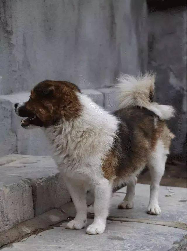 独自给主人送饭,就凭这点,宠物狗绝对做不到|田园|送饭|土狗_新浪新闻