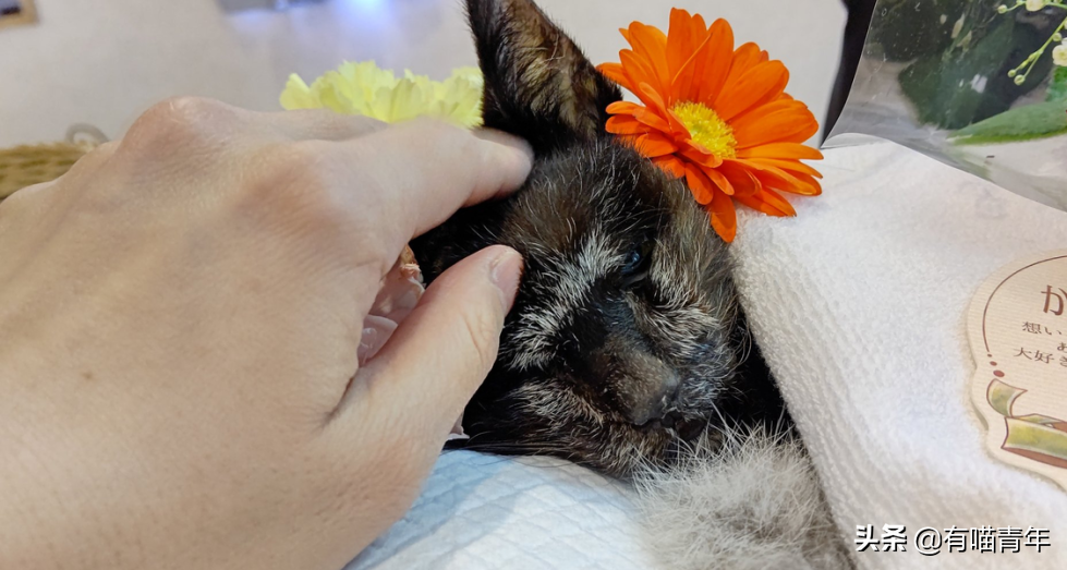 爱猫去世3个月后,又回到我身边了休闲区蓝鸢梦想 - Www.slyday.coM 爱猫去世3个月后,又回到我身边了休闲区蓝鸢梦想 - Www.slyday.coM