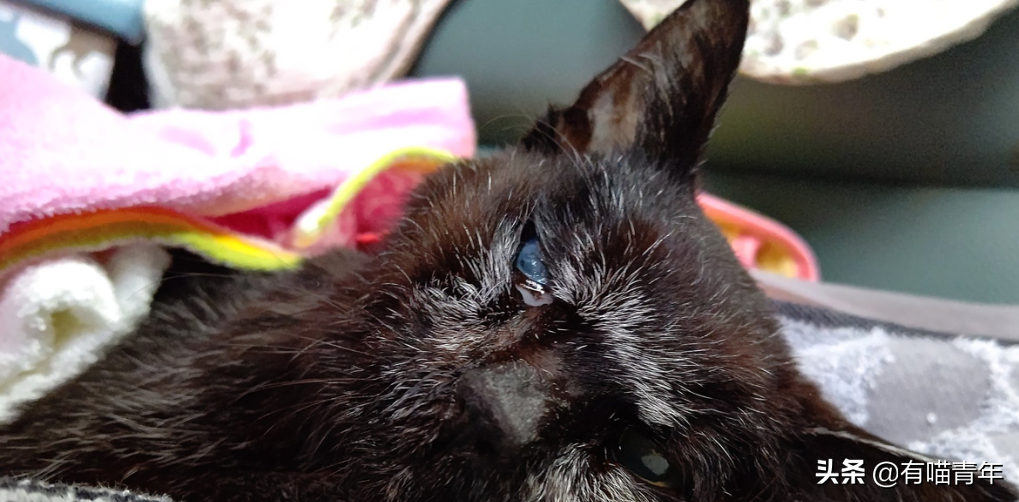 爱猫去世3个月后,又回到我身边了休闲区蓝鸢梦想 - Www.slyday.coM 爱猫去世3个月后,又回到我身边了休闲区蓝鸢梦想 - Www.slyday.coM