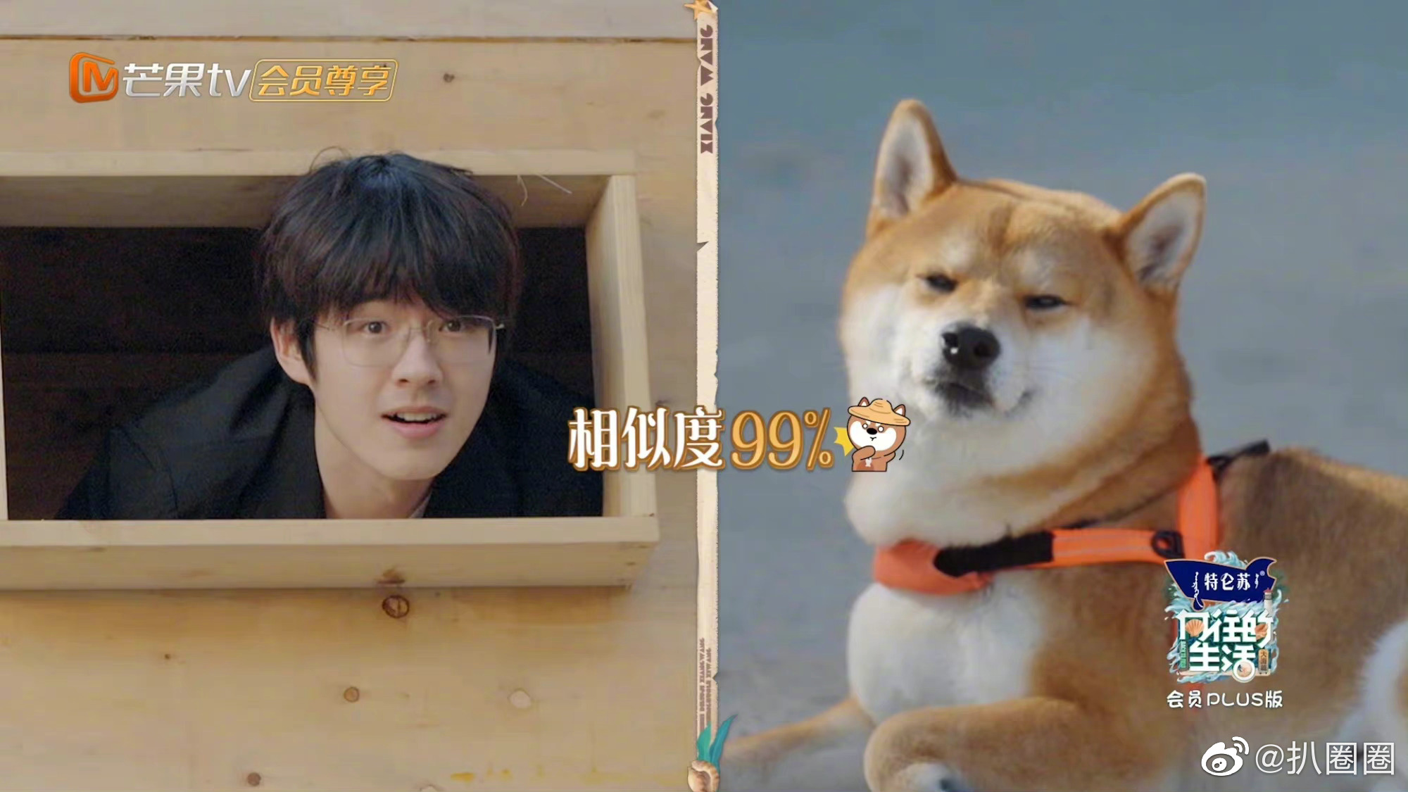 刘昊然柴塑自己9615,真的是柴犬本柴啊哈哈哈哈哈