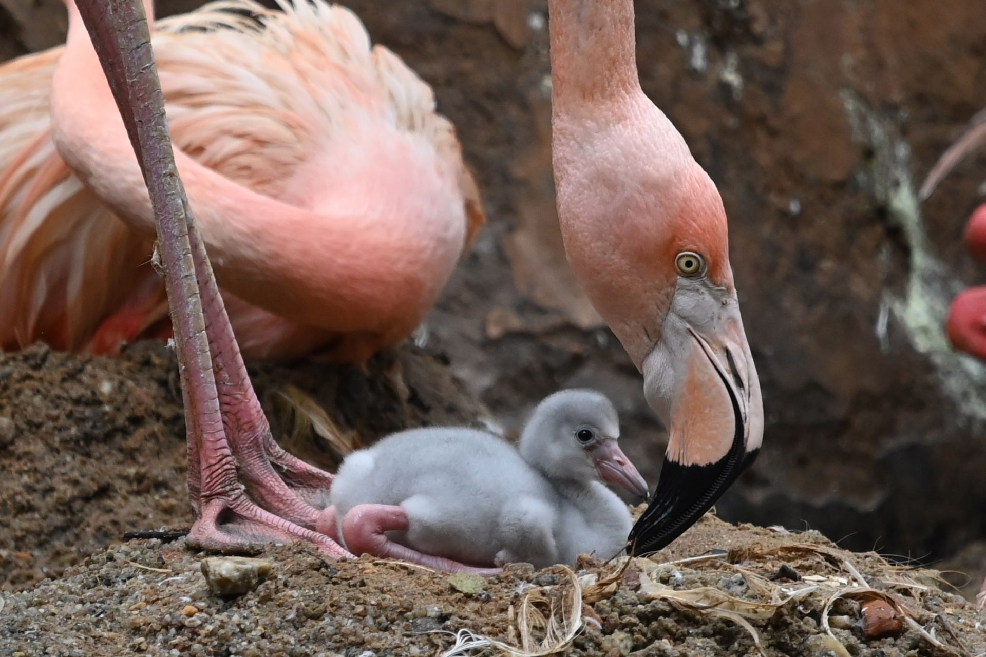 萌翻游客深圳野生动物园火烈鸟宝宝们齐亮相