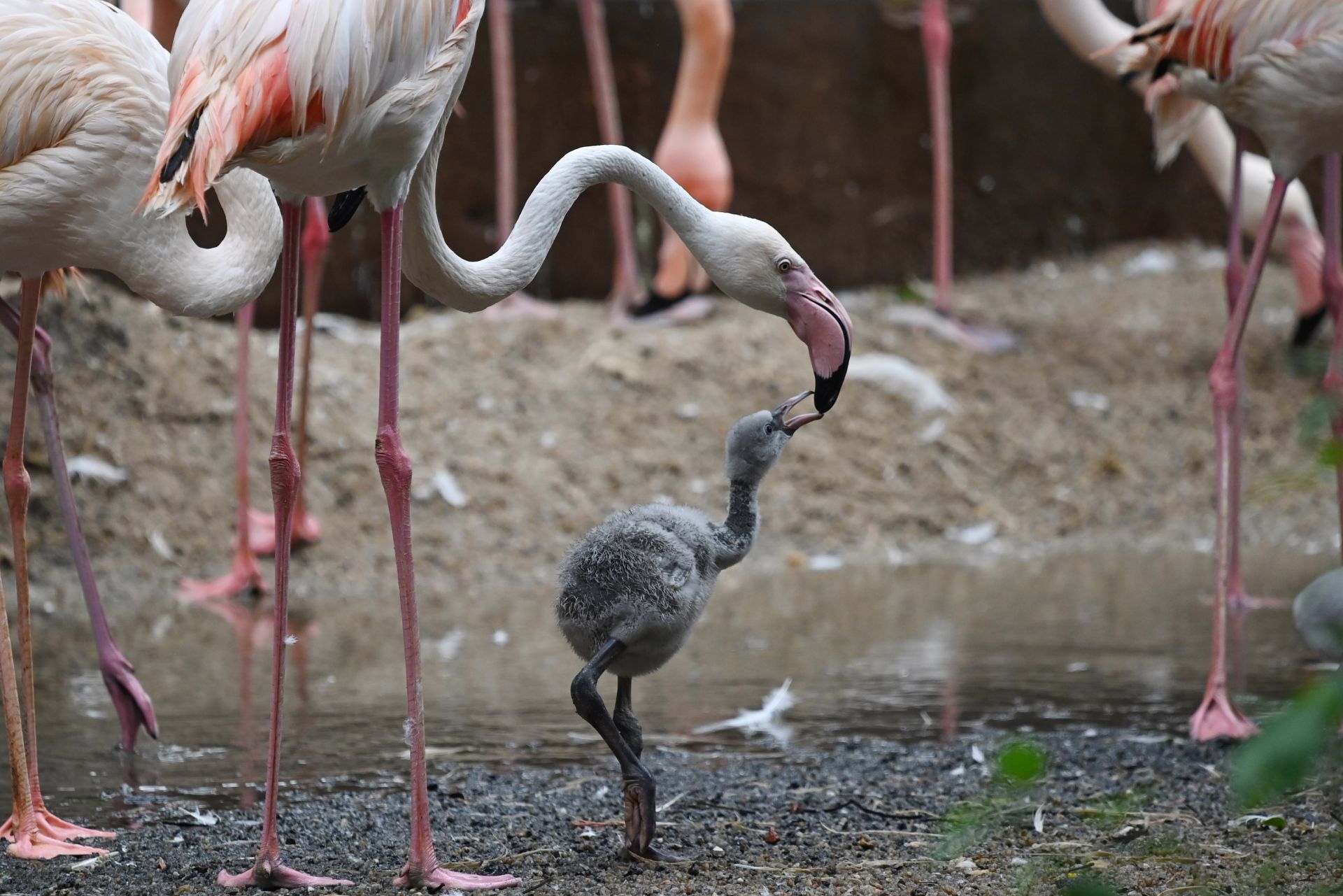 萌翻游客深圳野生动物园火烈鸟宝宝们齐亮相