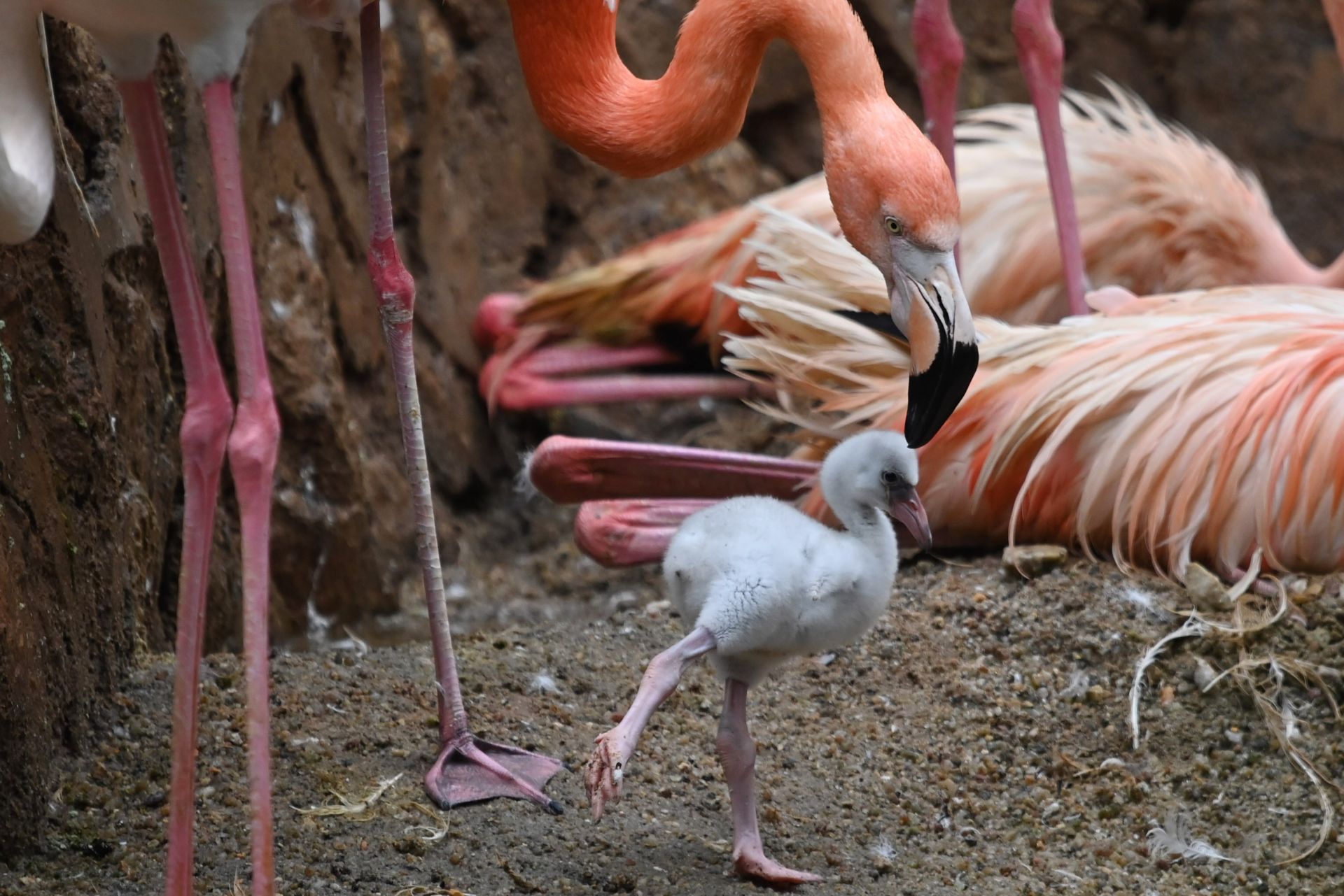 萌翻游客深圳野生动物园火烈鸟宝宝们齐亮相