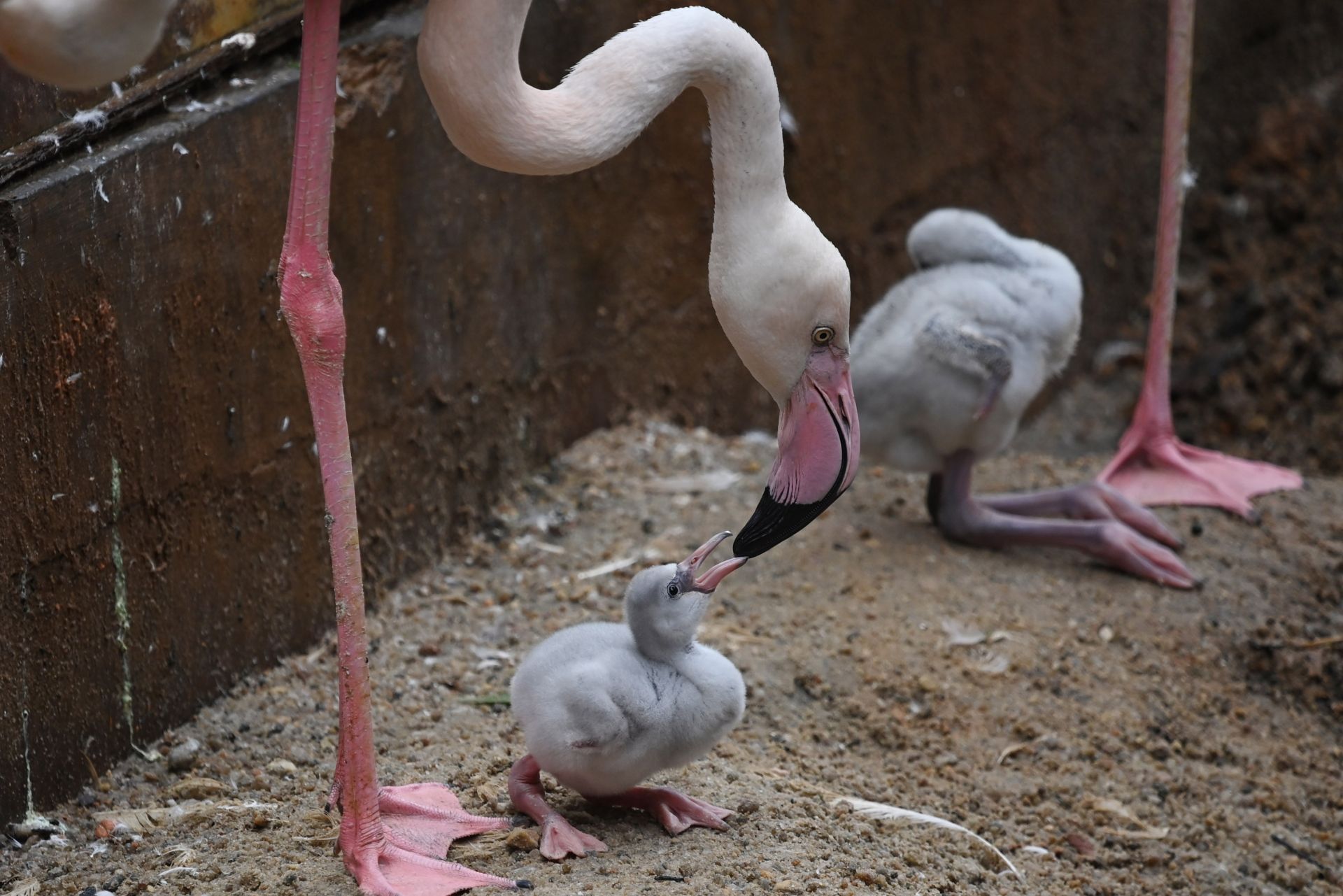 在深圳野生动物园天鹅湖畔火烈鸟园,7只火烈鸟幼鸟神采奕奕,萌态百出.
