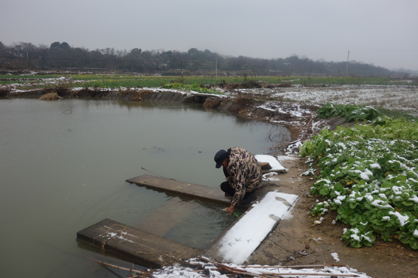 　　2月18日，姚元清在菜园里拔了几根大蒜，走到水塘边把大蒜洗得干干净净。这个水塘，正是十年前冯玉祥遗体被发现的地方。