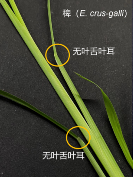 有些人嘴上说着要回家种田,但其实连怎么除杂草都不懂|水稻_新浪新闻