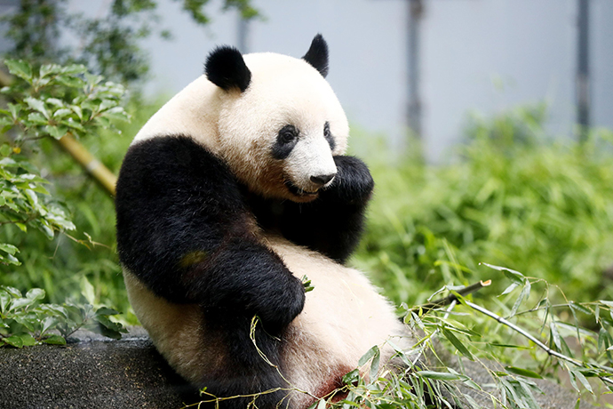大熊猫“香香”。人民视觉 资料图