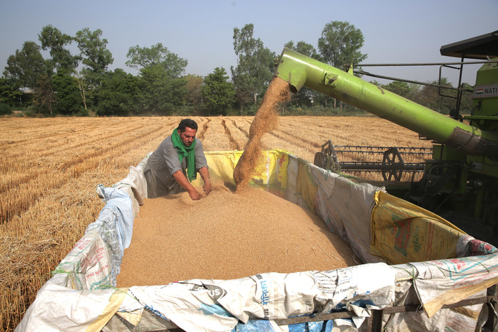 ▲4月18日，农民在印度旁遮普邦阿姆利则的一个村庄里收获小麦。新华社发
