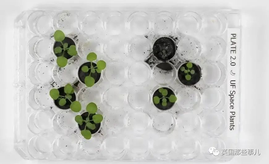 科学家用月球土来种菜居然种活了然而这长得真是