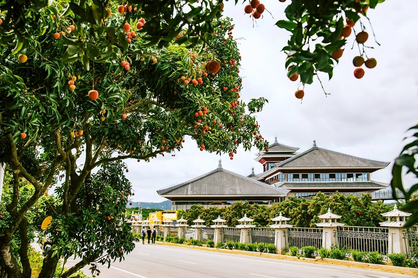 广东茂名公开征集荔枝国家现代产业园核心区名称