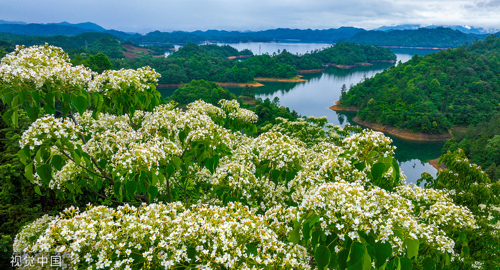 浙江淳安千年桐花竞相绽放漫山遍野