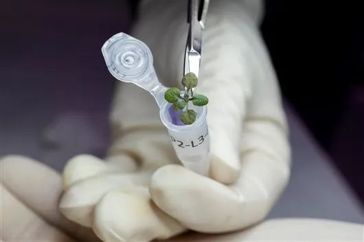 将实验中的植物放入管中准备进行基因分析。图片来自Tyler Jones