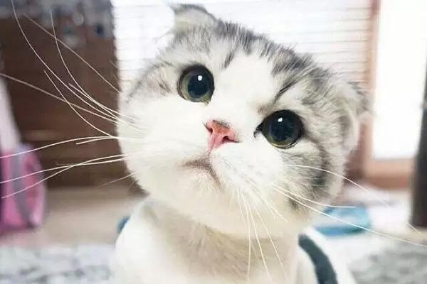 这只猫咪告诉你什么叫做包子脸的魅力