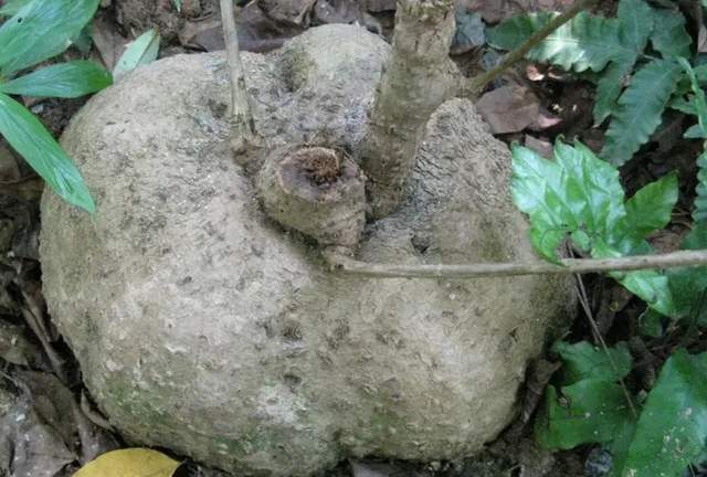 千金藤素是什么提取于农村常见植物很多人见过却被当作杂草