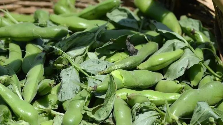 保存蚕豆直接冷冻和煮熟再冻都错了教你一招放1年也很新鲜