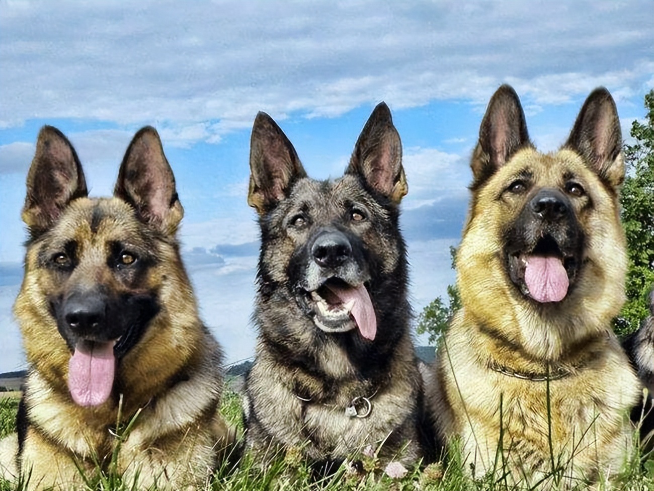 同样是狼狗捷克狼犬和德牧谁更厉害