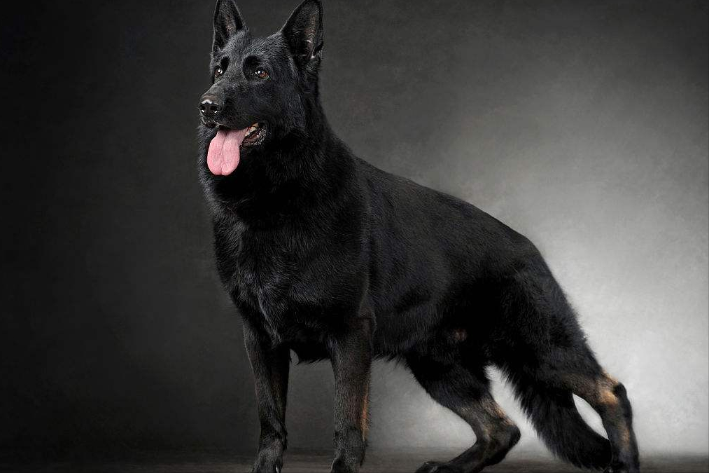 同样是狼狗捷克狼犬和德牧谁更厉害
