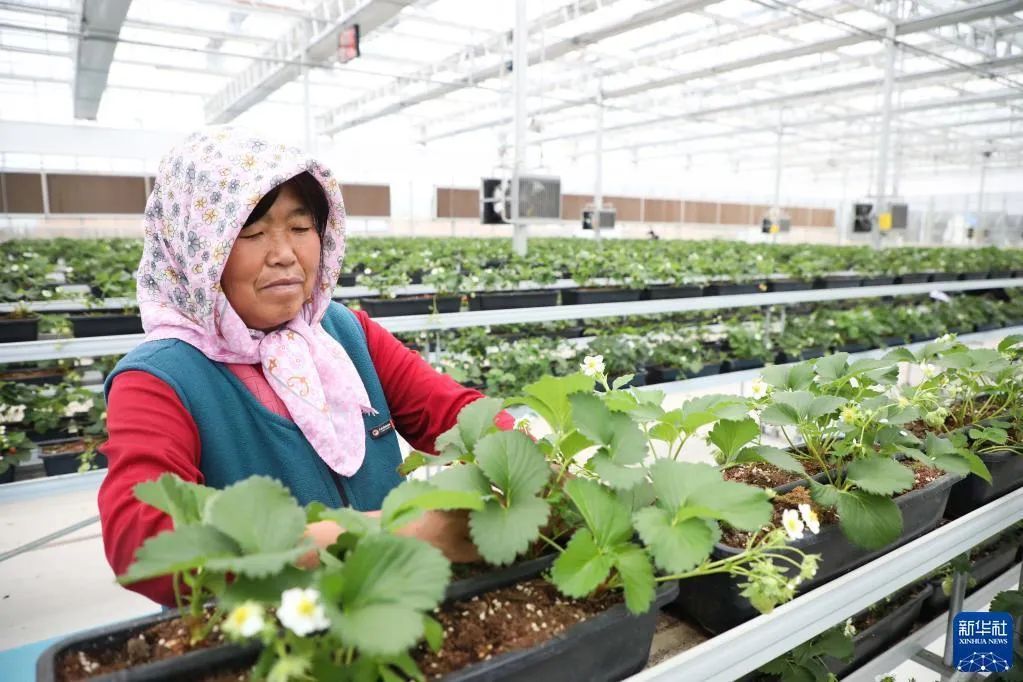 5月13日，务工人员在白银区现代农业科技示范园区管护无土栽培的草莓。
