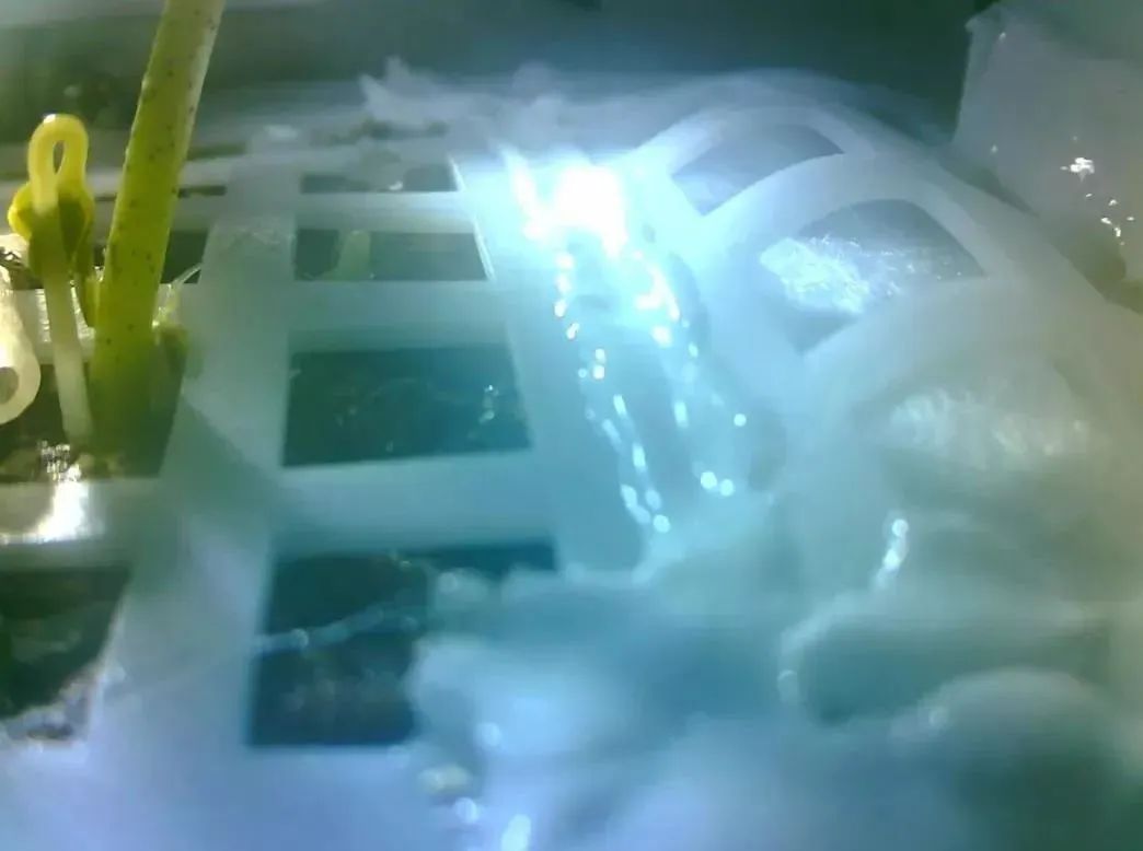 从月壤中长出来！世界上最奢侈的“种菜”，也只有美国会这么做了休闲区蓝鸢梦想 - Www.slyday.coM