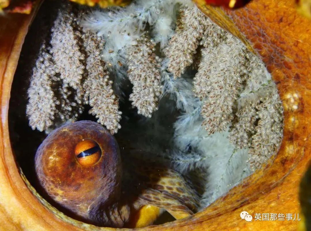 记录章鱼生宝宝，小章鱼破卵而出长大的过程太美妙了-海洋生物的神秘世界_哔哩哔哩_bilibili