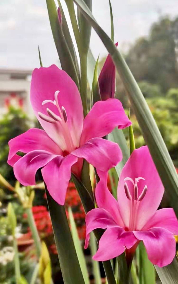 剑兰怎么养?做好3步,花色更艳,花期更长花更多,阳台院子更美