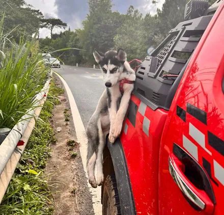 二哈居然自己跳出了车外可下一秒,网友差点就被吓出心脏病.