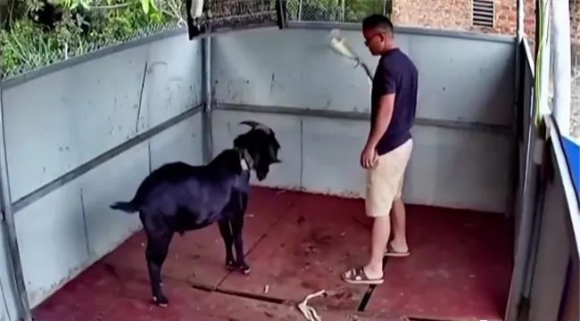 公羊顶人是什么原因引起的公羊顶人怎么办