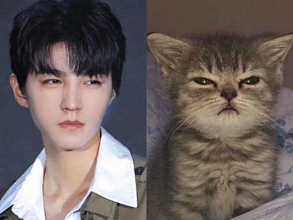 王俊凯本体可能是只猫猫系长相长睫毛小虎牙惊人弹跳力敏捷度