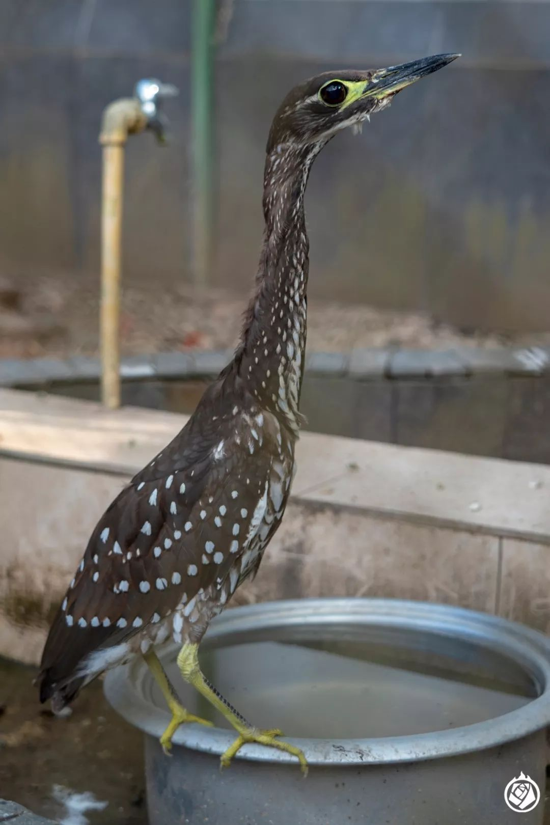 还有,海南虎斑鳽属于夜行性鸟类,和人类的活动时间也存在差别.
