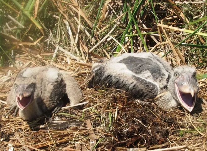 蠢萌爱拔毛送人的鲸头鹳究竟是何方神圣为什么敢吃鳄鱼幼崽