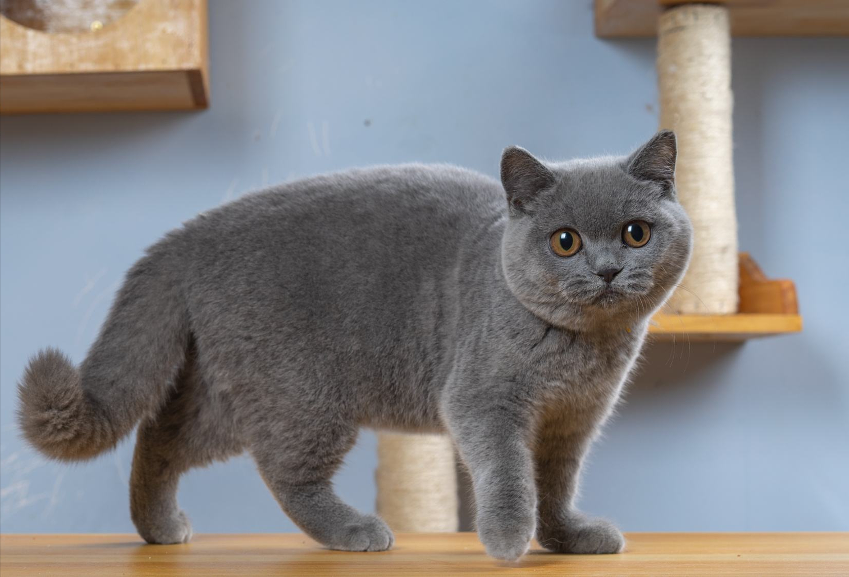 买英短猫要牢记这5点轻松辨别假英短以后别买错