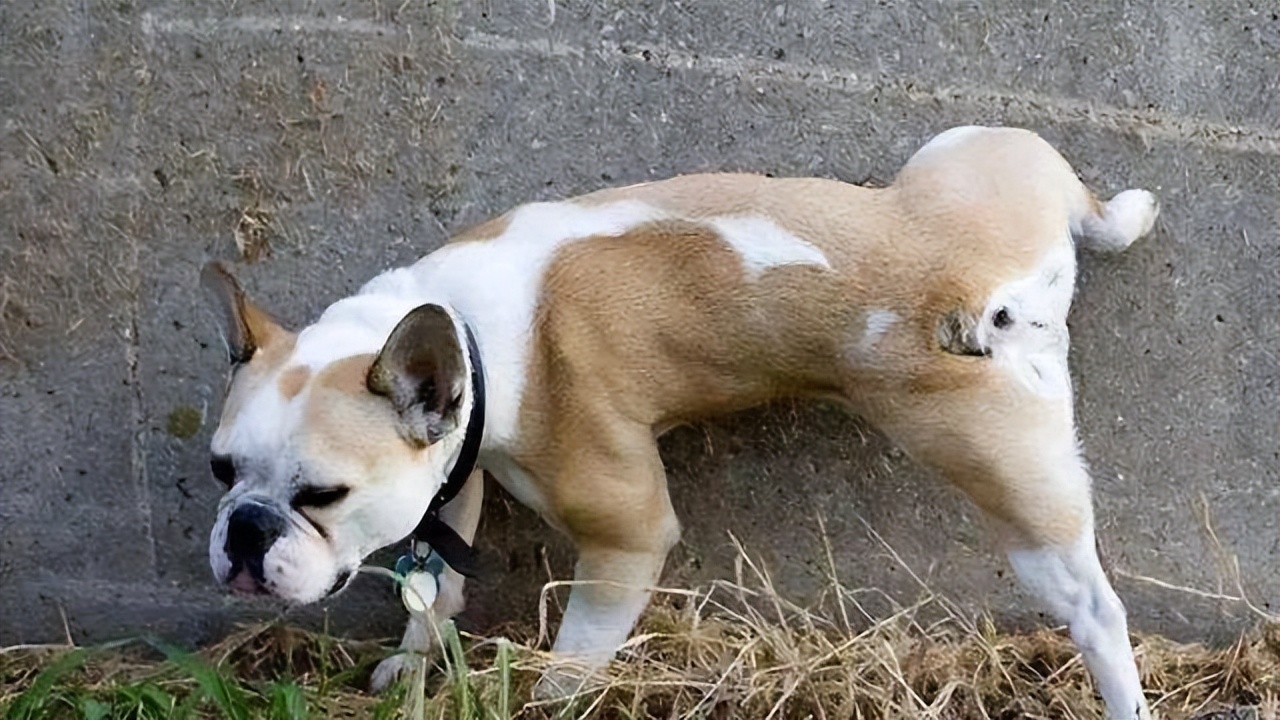 狗狗排便的姿势决定它的性格
