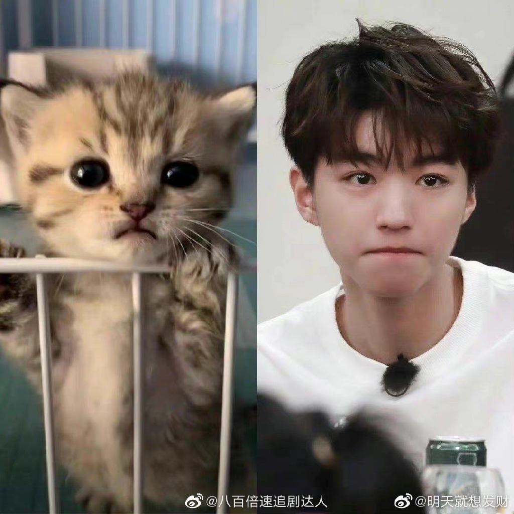 王俊凯本体可能是只猫,猫系长相长睫毛小虎牙,惊人弹跳力敏捷度