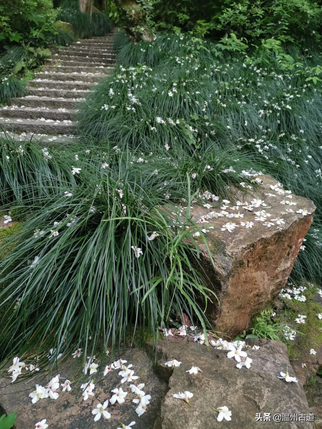 景山的桐花开了你去看了没有