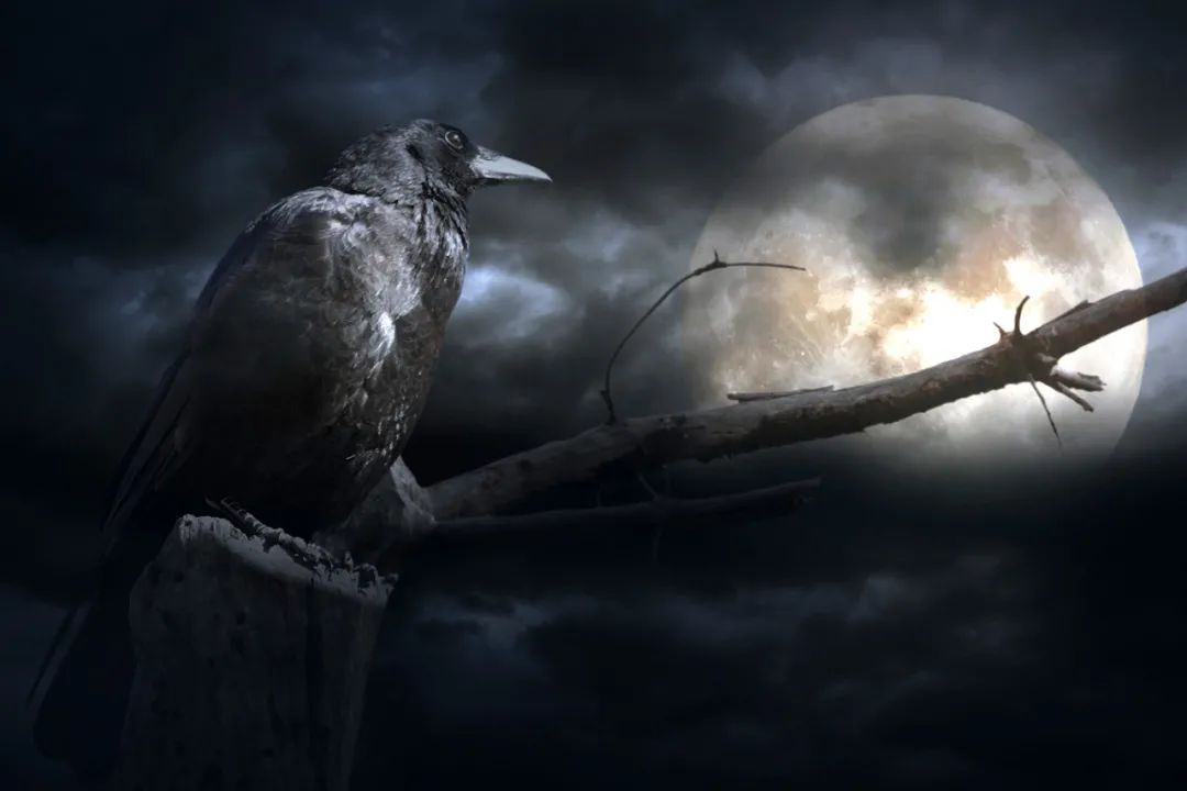 30岁后才领悟的职场乌鸦定律