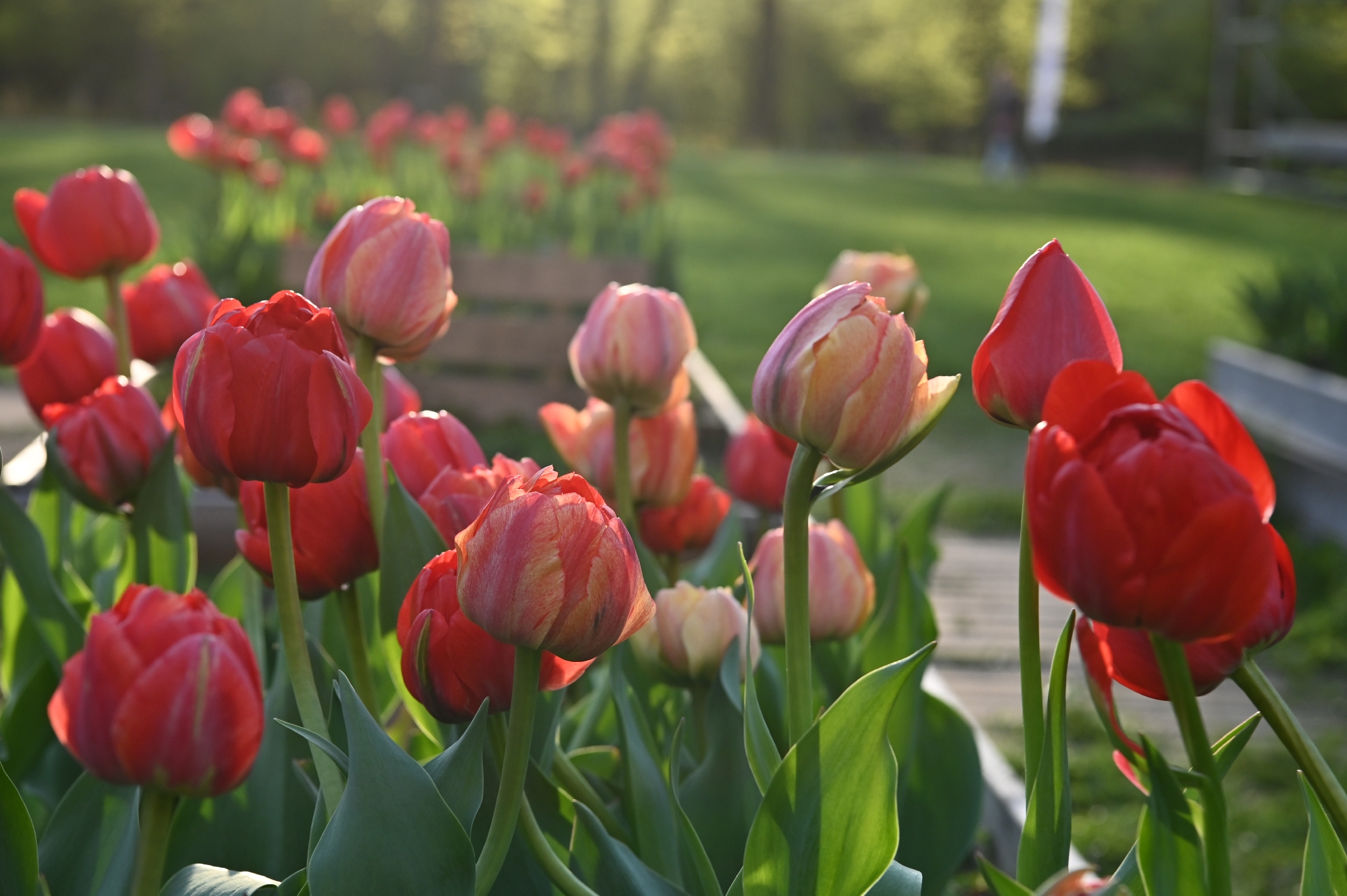 莫斯科春季花卉节