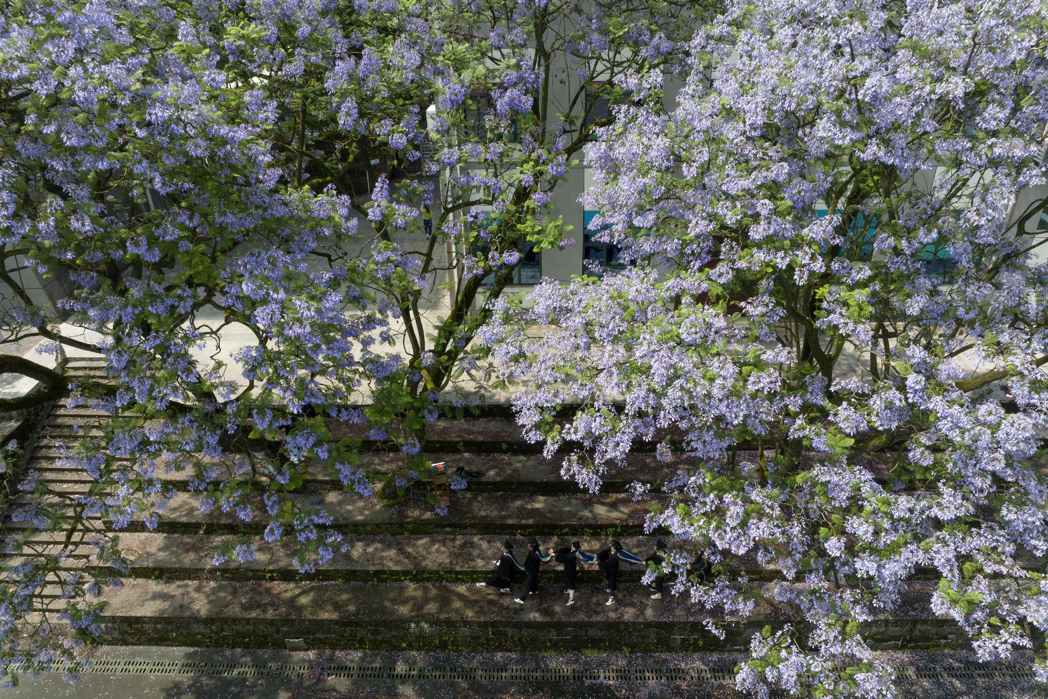 蓝花楹花开毕业季|毕业季|西南大学|新华社_新浪新闻