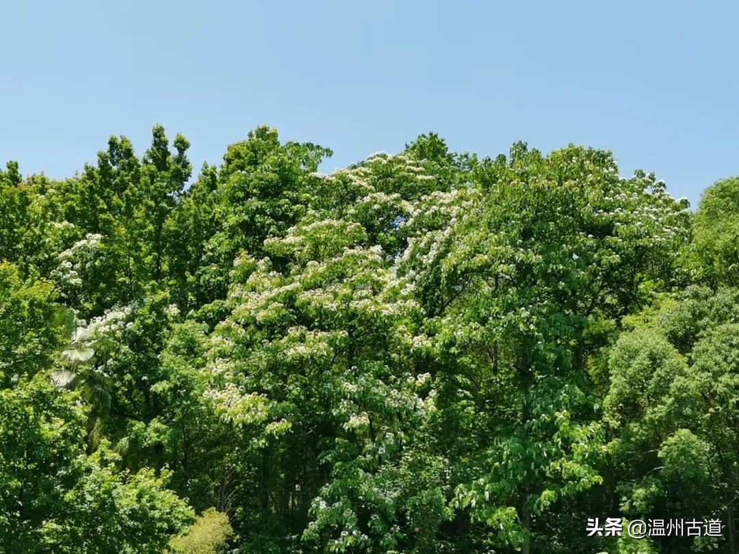 景山的桐花开了你去看了没有