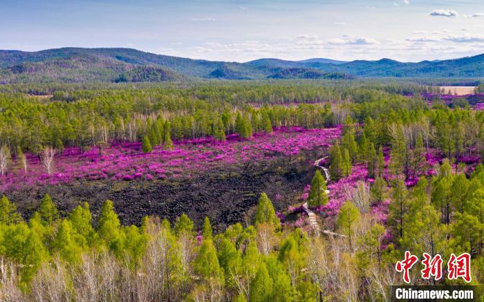 花都开好了内蒙古大兴安岭迎杜鹃花季