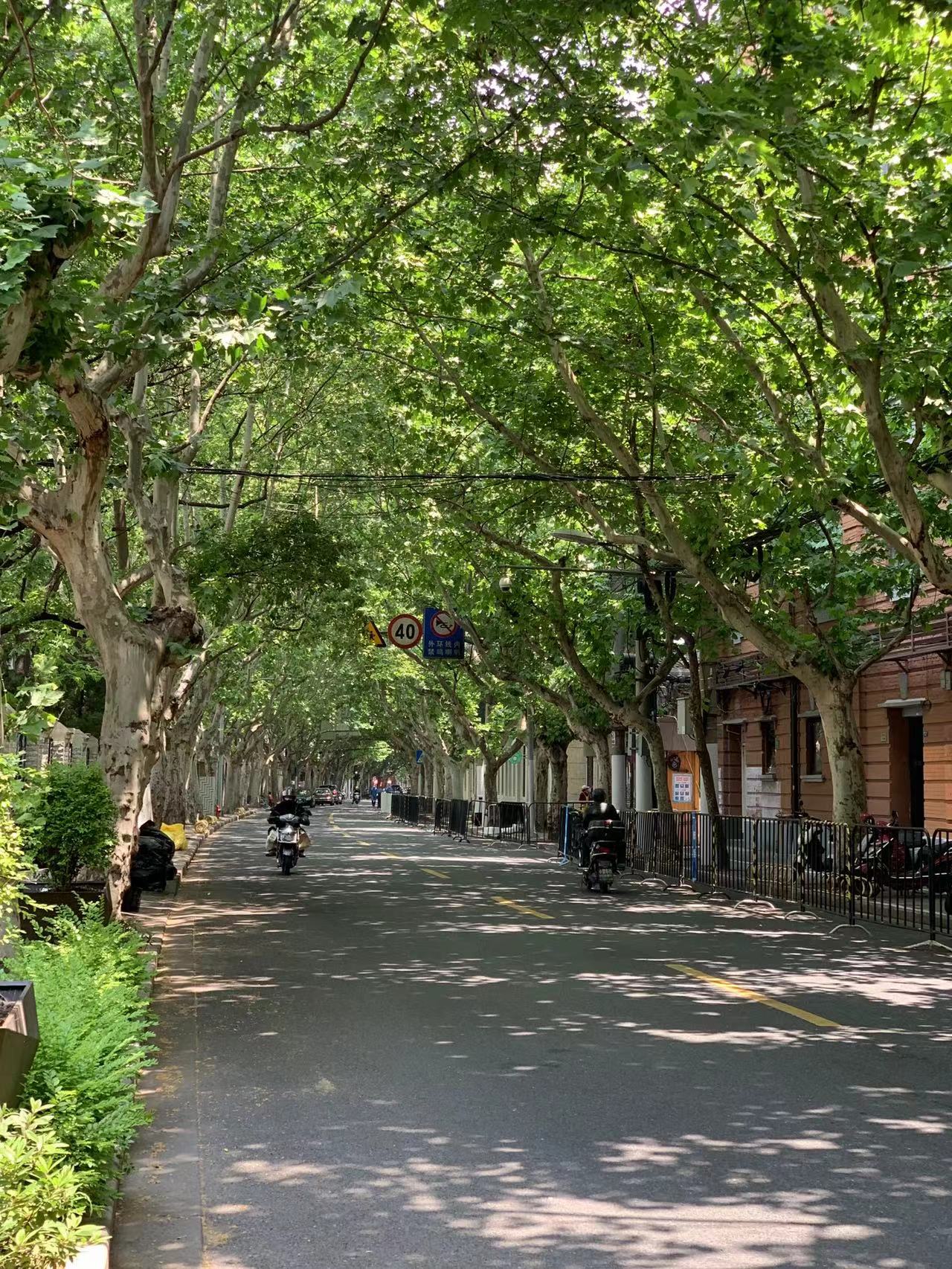 上海重逢在巨鹿路上晒太阳一只柴犬踏入了阳光的初夏